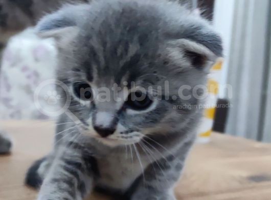 2 Ayında Yavru Erkek