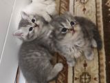 2 Aylik Scoti̇sh Ve Bri̇ti̇sh Yavrular