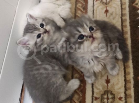 2 Aylik Scoti̇sh Ve Bri̇ti̇sh Yavrular görsel