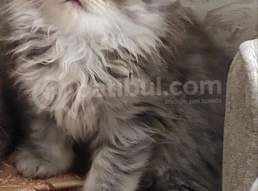 2 Aylik Scoti̇sh Ve Bri̇ti̇sh Yavrular görsel