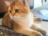 Ny11 Temiz Irk Kısırlaştırılmamış Erkek Kedi