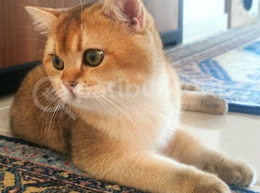 Ny11 Temiz Irk Kısırlaştırılmamış Erkek Kedi görsel
