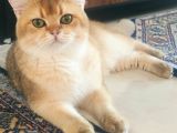 Ny11 Temiz Irk Kısırlaştırılmamış Erkek Kedi