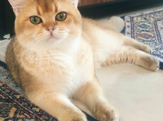 Ny11 Temiz Irk Kısırlaştırılmamış Erkek Kedi görsel