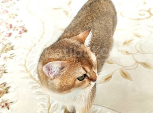 Ny11 Temiz Irk Kısırlaştırılmamış Erkek Kedi görsel