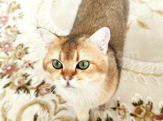 Ny11 Temiz Irk Kısırlaştırılmamış Erkek Kedi görsel