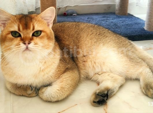 Ny11 Temiz Irk Kısırlaştırılmamış Erkek Kedi görsel