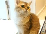 Ny11 Temiz Irk Kısırlaştırılmamış Erkek Kedi