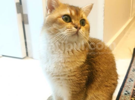 Ny11 Temiz Irk Kısırlaştırılmamış Erkek Kedi
