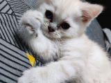 Scottish Fold Ve Straing Yavrular