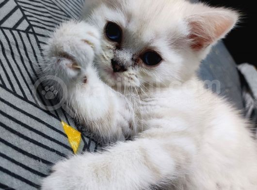 Scottish Fold Ve Straing Yavrular görsel