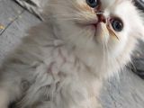 Scottish Fold Ve Straing Yavrular