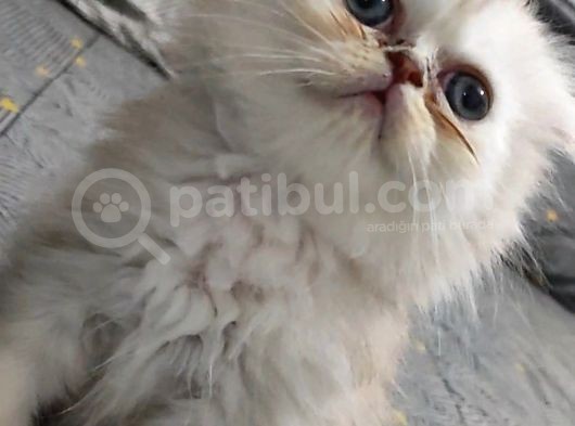 Scottish Fold Ve Straing Yavrular görsel