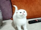 Scottish Fold Top Kafa