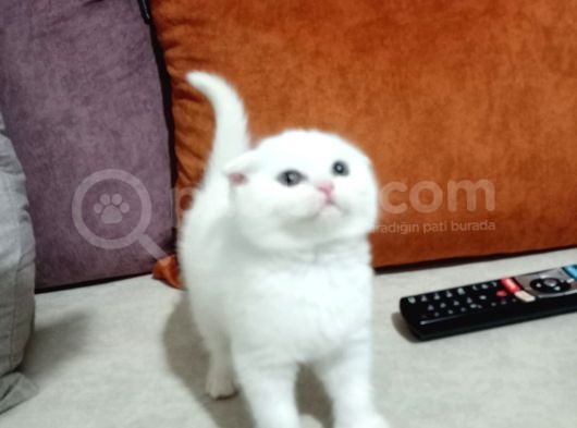 Scottish Fold Top Kafa görsel