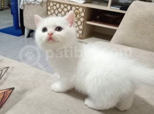 Scottish Fold Top Kafa görsel