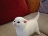 Scottish Fold Top Kafa