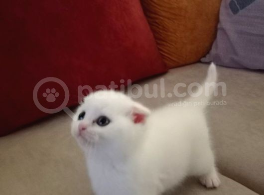 Scottish Fold Top Kafa görsel