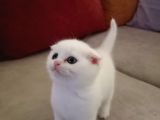 Scottish Fold Top Kafa