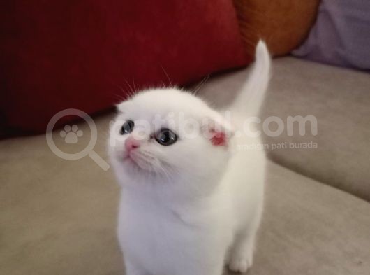 Scottish Fold Top Kafa