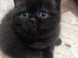 Safkan British Shorthair Yavrularimizi Yeni̇ Yuvalarina Yolluyoruz
