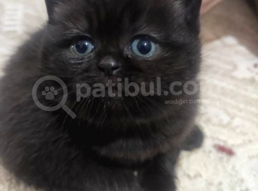 Safkan British Shorthair Yavrularimizi Yeni̇ Yuvalarina Yolluyoruz