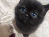 Safkan British Shorthair Yavrularimizi Yeni̇ Yuvalarina Yolluyoruz