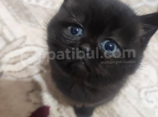 Safkan British Shorthair Yavrularimizi Yeni̇ Yuvalarina Yolluyoruz görsel
