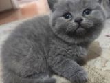Safkan British Shorthair Yavrularimizi Yeni̇ Yuvalarina Yolluyoruz