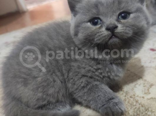 Safkan British Shorthair Yavrularimizi Yeni̇ Yuvalarina Yolluyoruz görsel