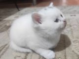 Safkan British Shorthair Yavrularimizi Yeni̇ Yuvalarina Yolluyoruz