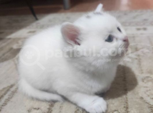 Safkan British Shorthair Yavrularimizi Yeni̇ Yuvalarina Yolluyoruz görsel