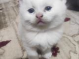 Safkan British Shorthair Yavrularimizi Yeni̇ Yuvalarina Yolluyoruz