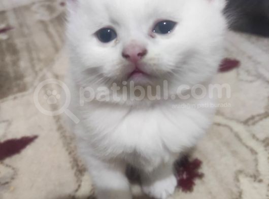 Safkan British Shorthair Yavrularimizi Yeni̇ Yuvalarina Yolluyoruz görsel