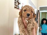 Poodle Yavrularımız