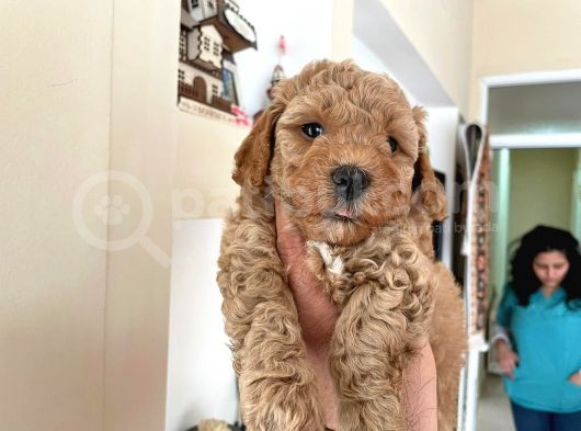 Poodle Yavrularımız