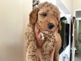 Poodle Yavrularımız