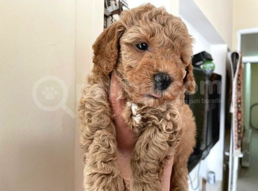 Poodle Yavrularımız görsel