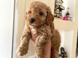 Poodle Yavrularımız