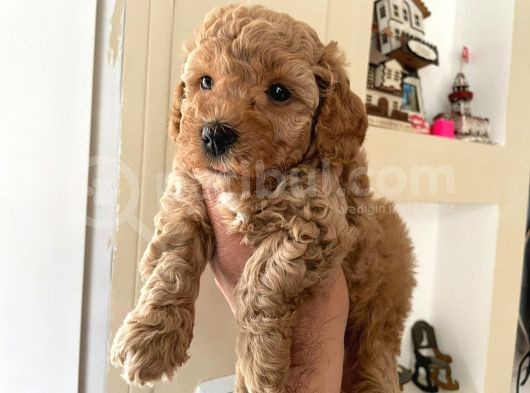 Poodle Yavrularımız görsel