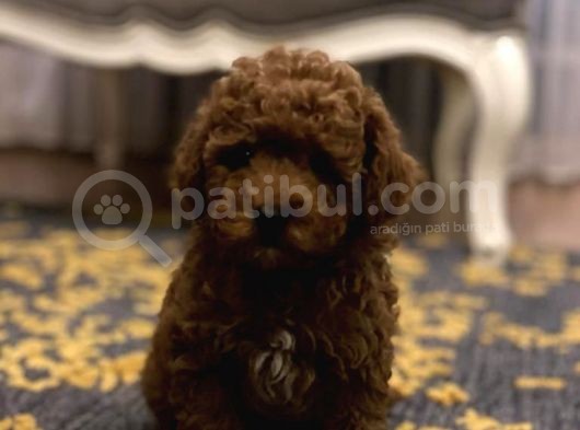 Red Toy Poodle görsel
