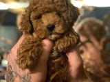 Red Toy Poodle