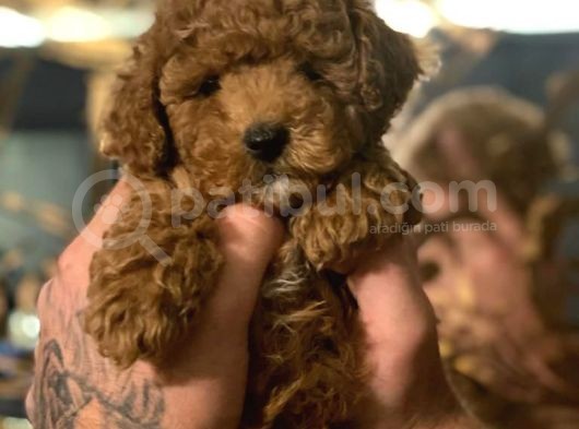 Red Toy Poodle
