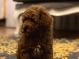 Red Toy Poodle