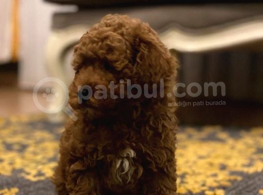 Red Toy Poodle görsel