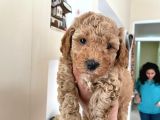Red Toy Poodle