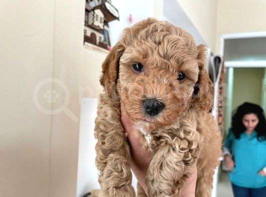 Red Toy Poodle