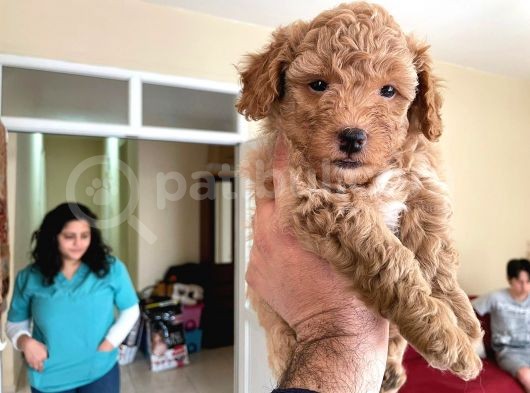 Poodle Yavrumuz görsel