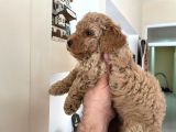 Poodle Yavrumuz
