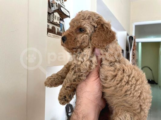 Poodle Yavrumuz görsel